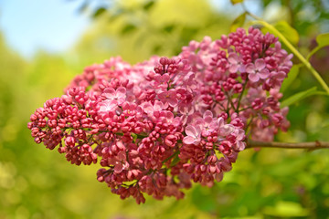 Brush of the blossoming lilac of hyacinthine (Syringa hyacinthif
