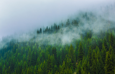 trees in a fog on the mountain,Evergreen Forest