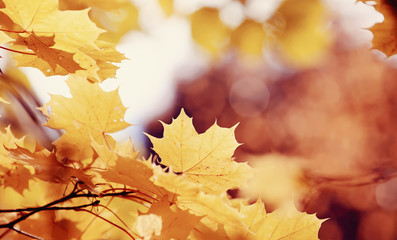 Naklejka na ściany i meble Branch with autumn yellow maple leaves