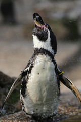 Naklejka premium HumboldtPinguin