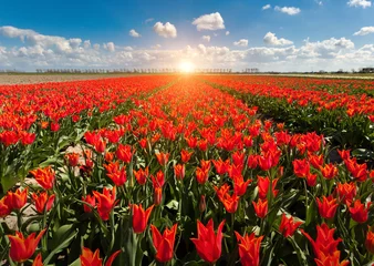 Fototapete Tulpe Tulips. Beautiful colorful red flowers in the morning in spring , vibrant floral background, flower fields in Netherlands. Sunrise