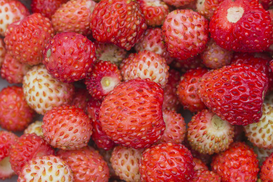 Forest berry - strawberries