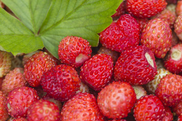 Forest berry - strawberries