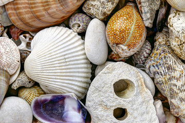 Pebble stones and scallops and shells