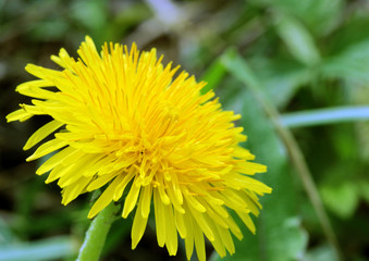 macro photo of a dandelion flowers