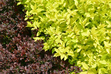 Obraz premium Spirey Japanese (Spiraea japonica L.f.), grade of 