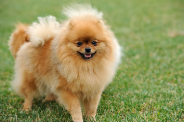 Brown pomeranian dog