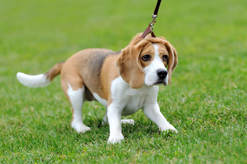 Close Beagle dog