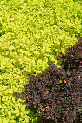 Spirey Japanese (Spiraea japonica L.f.), grade of 