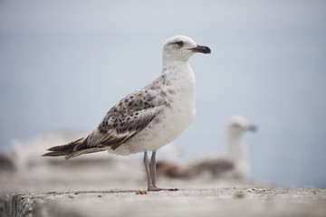 standing sea gull