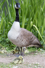 Kanadagans mit Kücken (Branta canadensis)