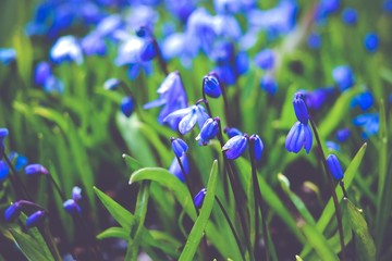 Spring Scilla blue