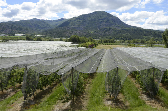 Verger dans les  Alpes-de-Haute-Provence