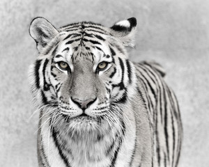 Amur tiger (Panthera tigris altaica)