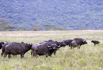 Naklejka na ściany i meble Herd of African Buffalo is a large African mammal in Maasai Mara National Park, Kenya
