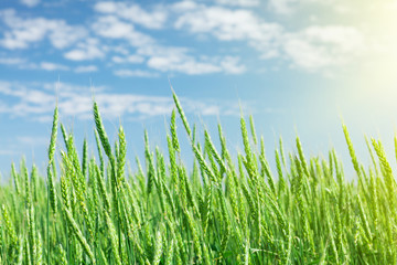 Fototapeta premium Green wheat field blue sky