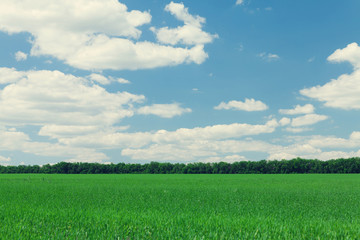 Green grass field and blue sky
