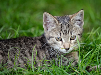 Young kitty