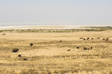 Fototapeta na wymiar Herd of Bisons Grazes on Grassland near Great Salt Lake, Utah