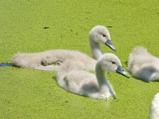 Schwanmutter mit Küken