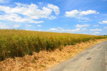 Auvers-sur-Oise - França