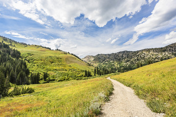 Albion Basin landscape scenery with alpine meadows photographed during summer.