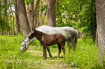 Horse and foal