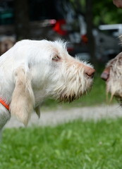 Nase an Nase, Spinone Italiano Jagdhund schnüffelnd