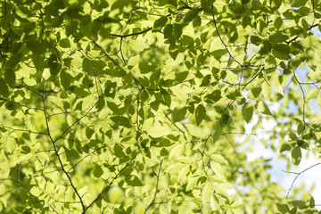 young hornbeam leaves backlit against the sky Fresh spring backgound