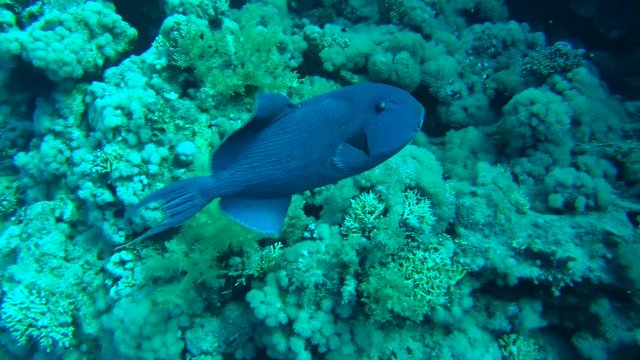 Blue triggerfish (Pseudobalistes fuscus) at coral reef, Red sea, Egypt
