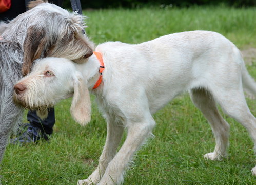 spinone italiano Junghund mit älteren Hund