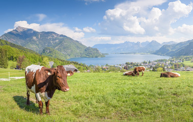 Fototapeta na wymiar Cows on Meadow, Lake Wolfgangsee, Salzkammergut, Upper Austria, Austria