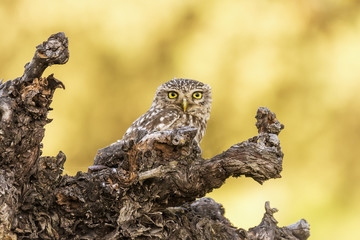 Athene noctua