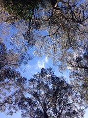 top of tree with blue sky