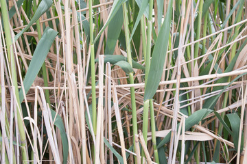 reed the reeds in the swamp 
