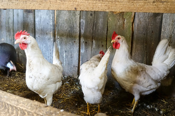 Chickens in the barn