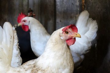 Chickens in the barn