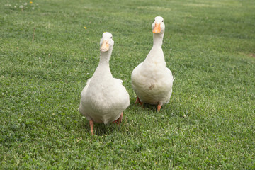 white gooses standing on the green floor