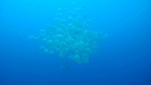 school of Orbicular batfish, circular batfish, orbiculate batfish, round batfish, or orbic batfish (Platax orbicularis) swims in the blue water, Red sea, Egypt
