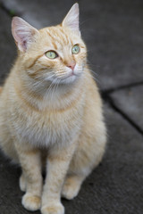 Naklejka na ściany i meble Ginger cat sitting on pavement and staring up