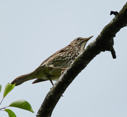 Song thrush on a branch