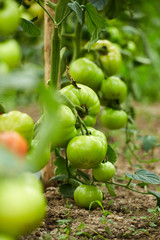Tomatoes on vines in a greenhouse