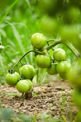 Tomatoes on vines in a greenhouse
