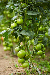 Tomatoes on vines in a greenhouse