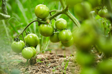 Tomatoes on vines in a greenhouse