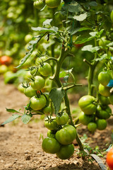 Tomatoes on vines in a greenhouse