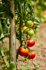 Tomatoes on vines in a greenhouse