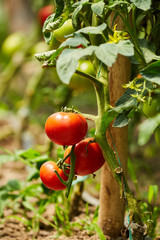 Tomatoes on vines in a greenhouse