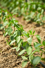 Pepper seedlings in a greenhouse