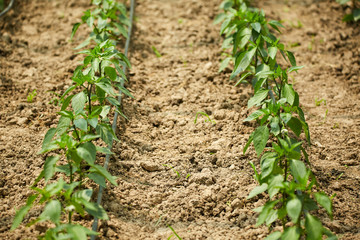 Pepper seedlings in a greenhouse